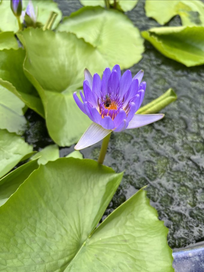 花加鲜花
