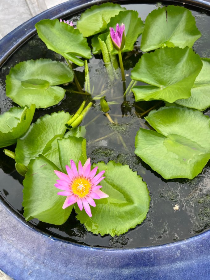 花加鲜花