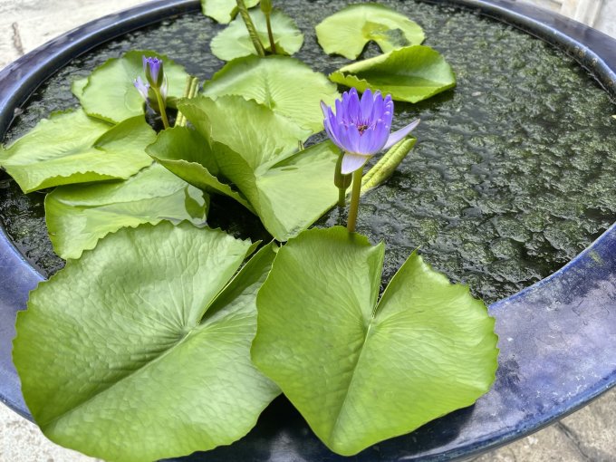 花加鲜花