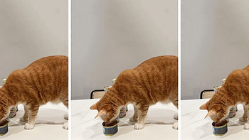 与宠相伴 篇二十六：猫零食不会选怎么办？如何判断零食的配方好，不会影响猫主子的健康？