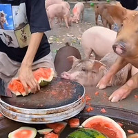 多肉种植 篇九：城市里如何在家快速制作天然有机钾肥