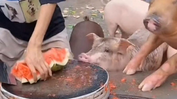 多肉种植 篇九：城市里如何在家快速制作天然有机钾肥