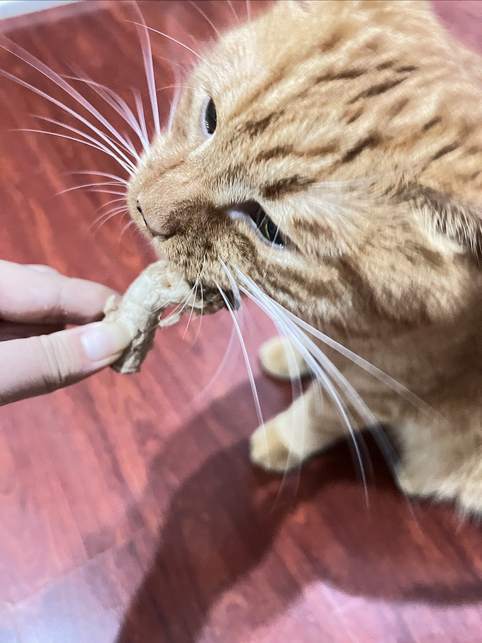 猫零食