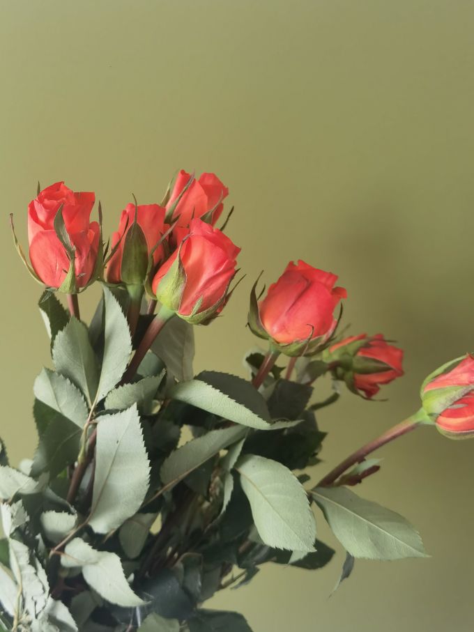 御见鲜花绿植