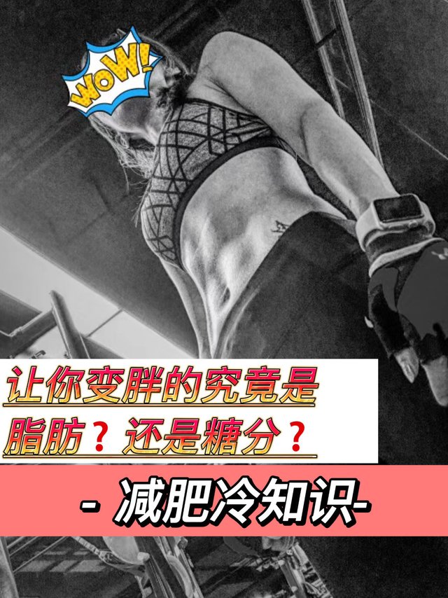 减肥冷知识｜变胖的原因究竟是糖分还是脂肪