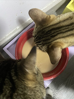 猫咪骗水就靠这款罐头了