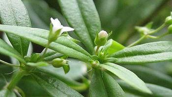草席子水还是神仙草药水？ 
