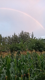 夏日玉米地里的彩虹