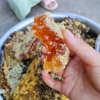 夏日特辑，美味甜蜜蜜