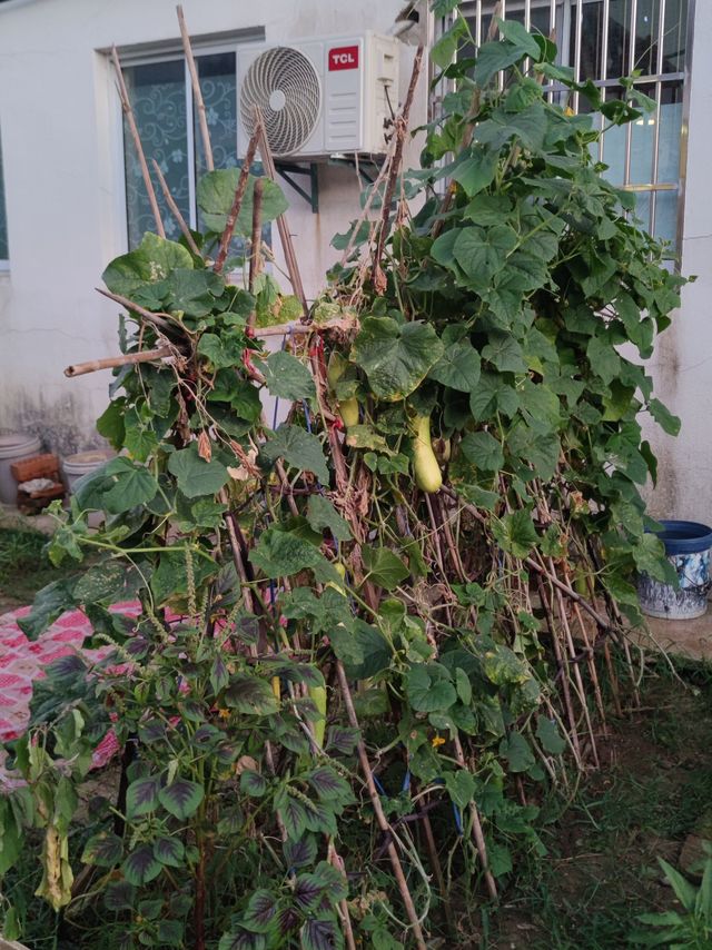 这才是夏日的感觉！