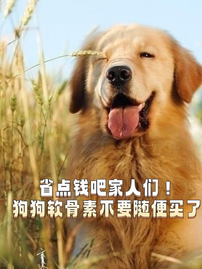 幼伟宠物骨骼补钙