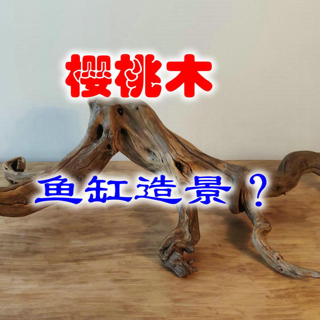 樱桃木可以用作鱼缸造景沉木吗？可以，但要处理以后才可以