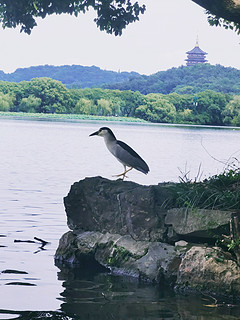 家有奶爸一枚，带娃西湖游山玩水