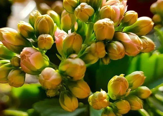 8月8日立秋后，养护长寿花要注意这几点，不然影响秋季开花