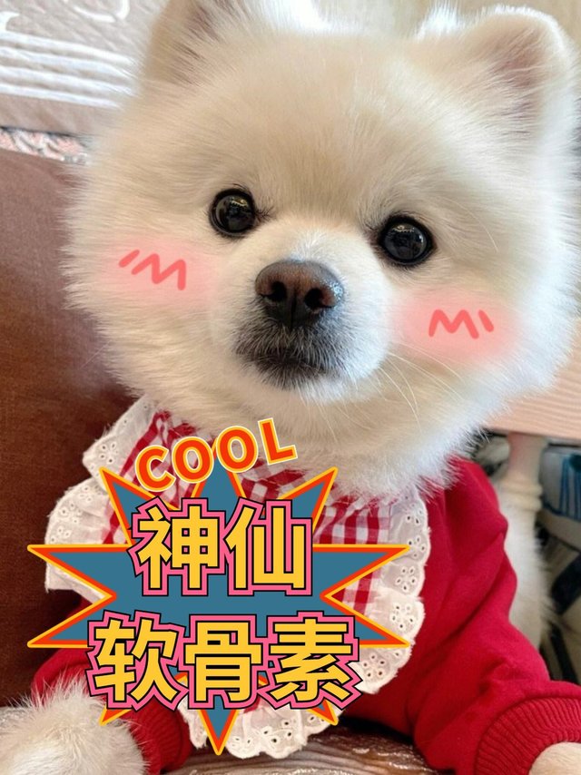 宠物软骨素到底该不该吃？