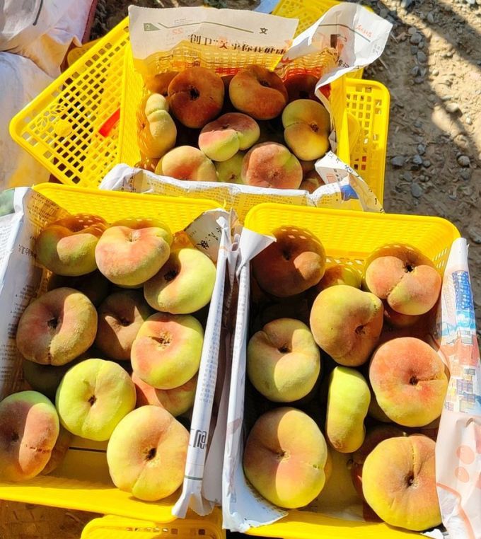 唐鲜生其他水果