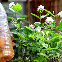 养茉莉花，做到“2点”，开花一茬茬，株型美花朵香，年年盛开