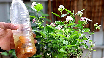 养茉莉花，做到“2点”，开花一茬茬，株型美花朵香，年年盛开