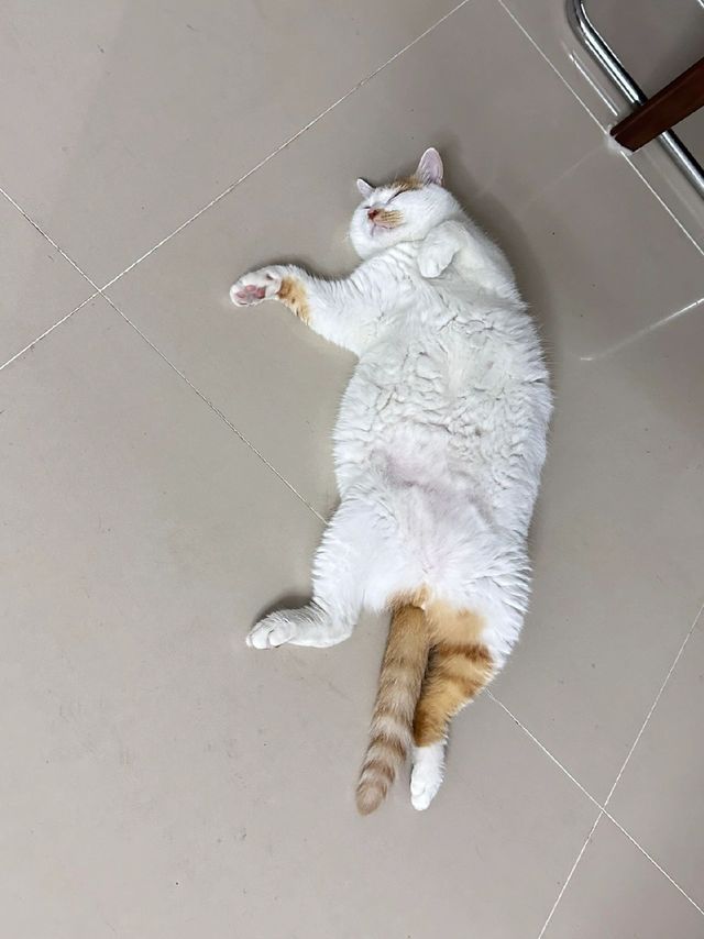 ​猫咪寻求七夕搭子——不限性别