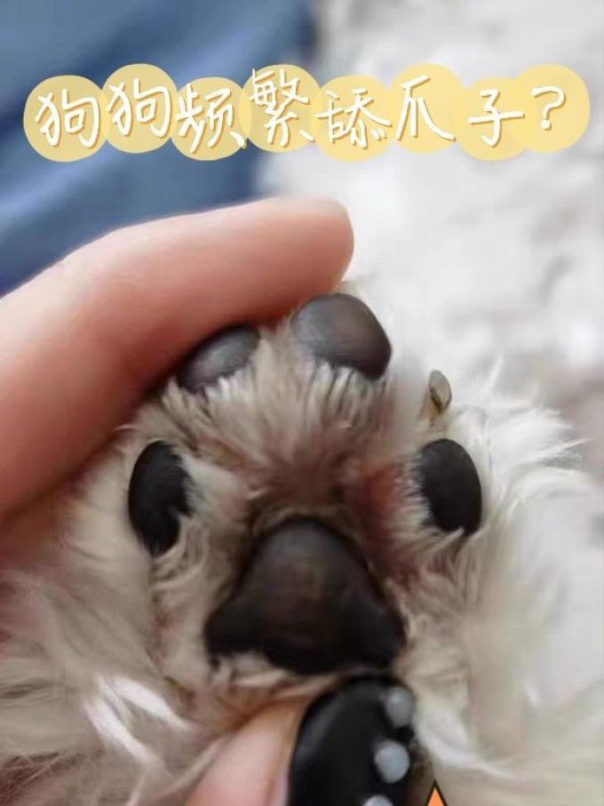 弗尔莱葆其他宠物日用