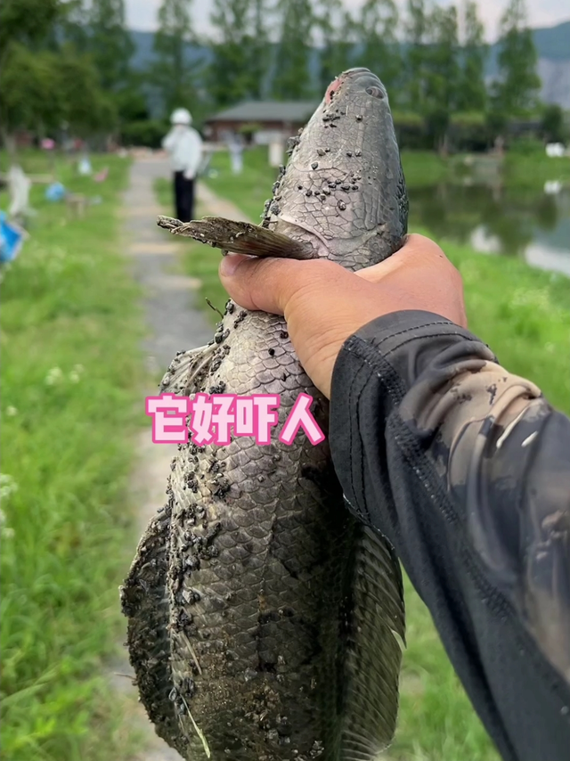 钓一夏鱼|什么？是黑鱼？?那我走？?