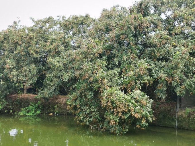 粤迎新鲜水果