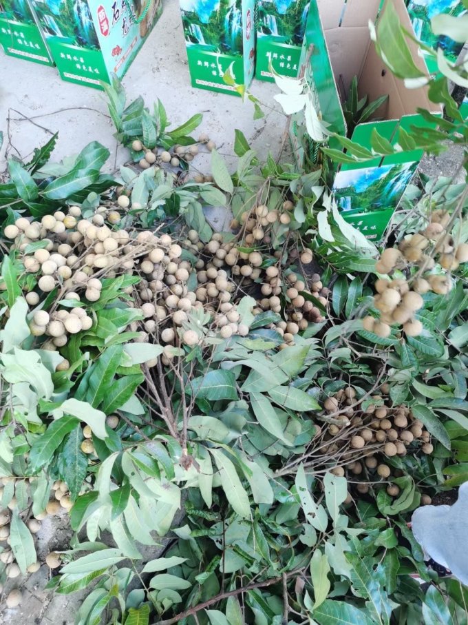 粤迎新鲜水果