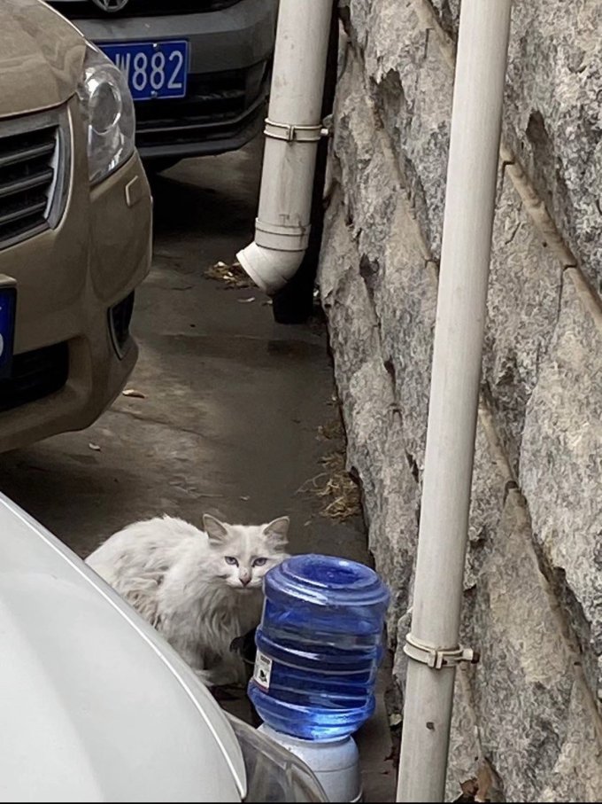 盒边猫咪零食罐/妙鲜包