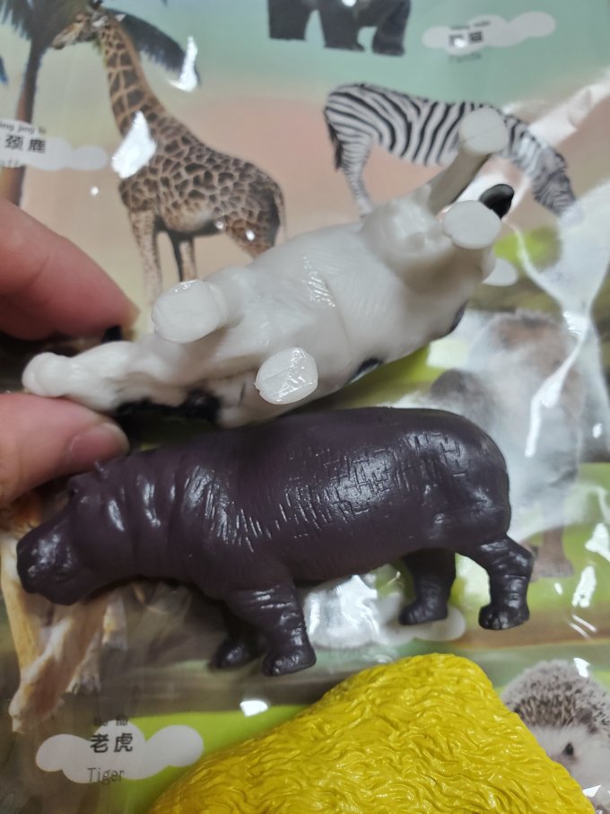 纽奇动物模型
