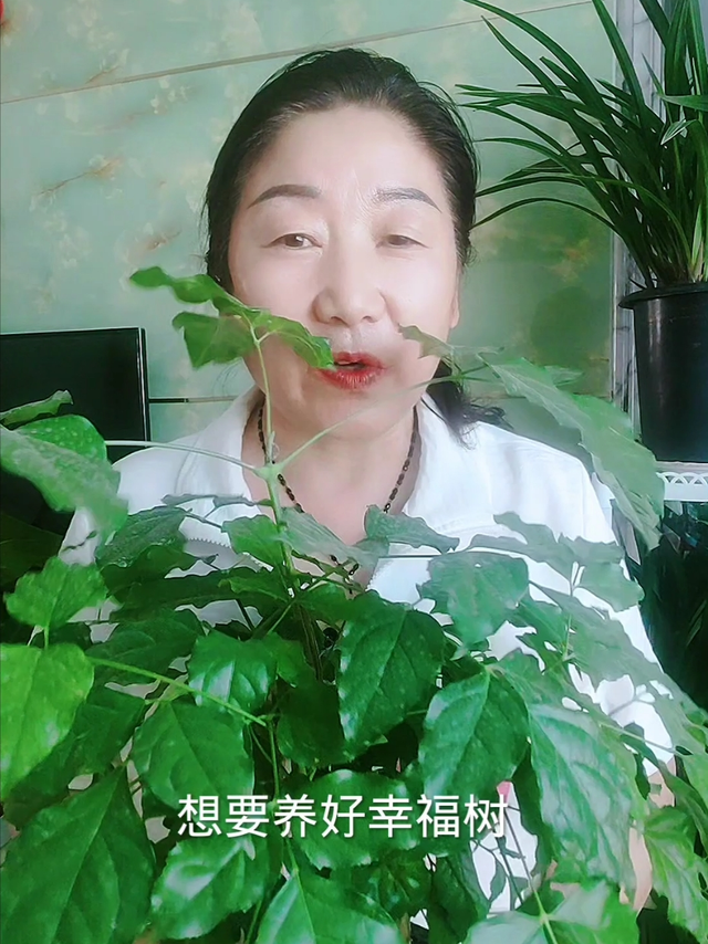 想要幸福树长势好，就要定期浇灌这种水
