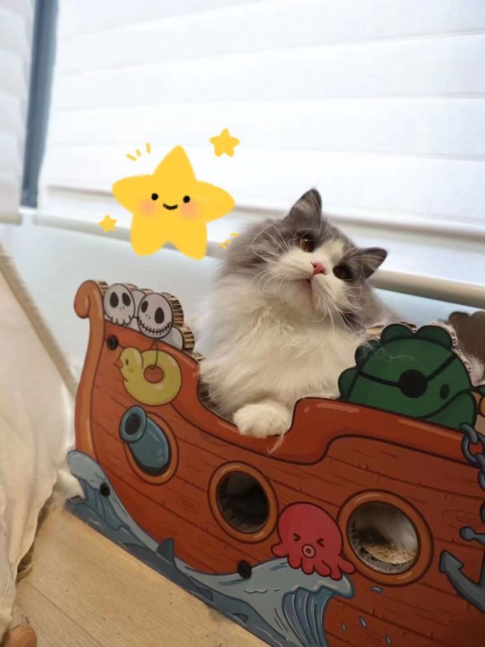 盒边猫零食
