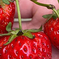 在家里到底怎么种植草莓呢？做到2点，每一盆都挂果好多，太赞了