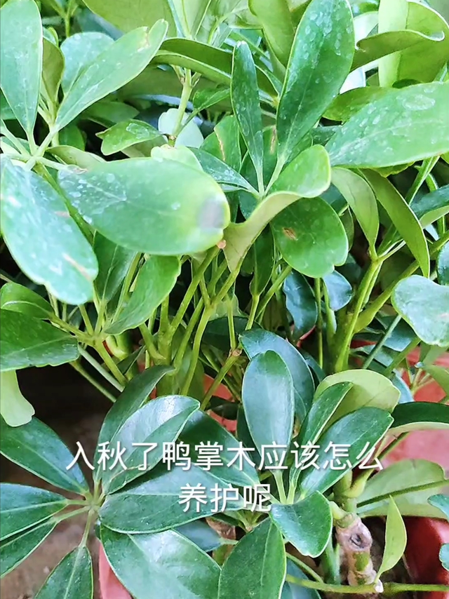 入秋了鸭掌木这样养才能生长状态好