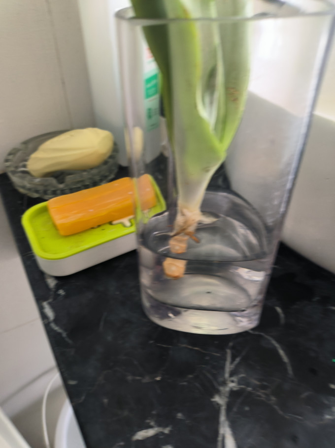 苏墨的墨盆栽