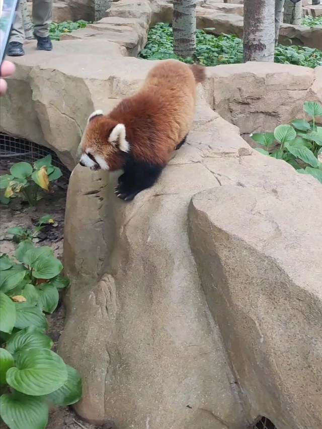 大家帮忙看看，养这个刑不刑？