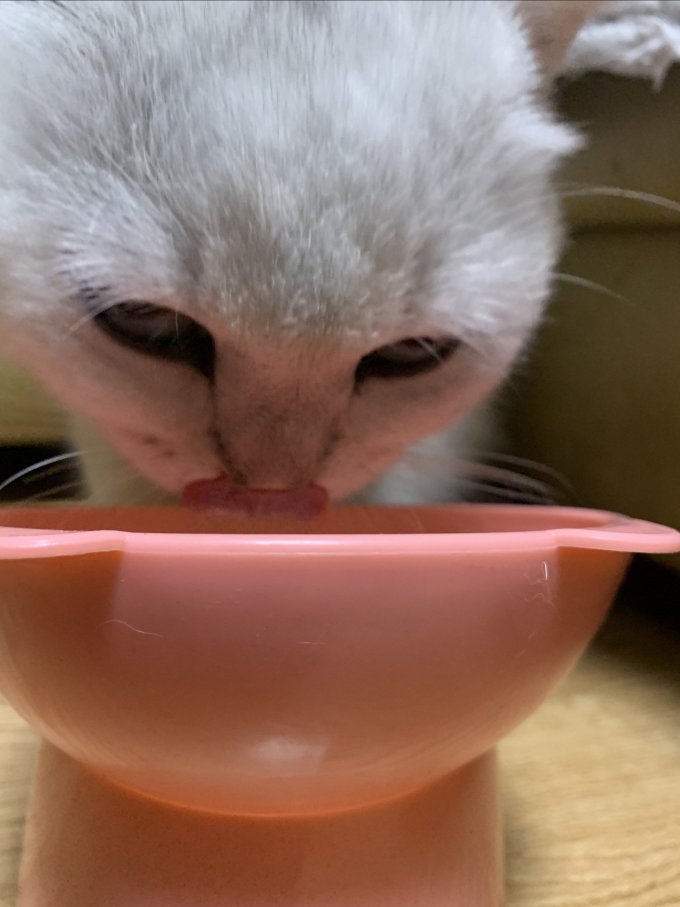 猫咪