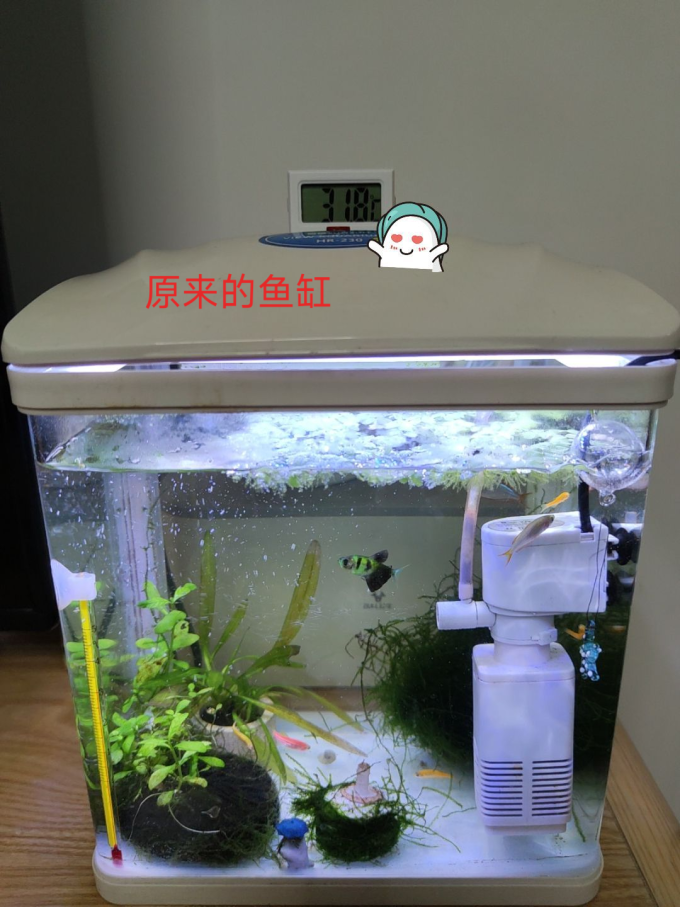 燕之雁鱼缸