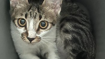 猫咪的一切都要好好照顾