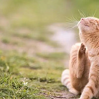唯特医生猫咪复合维生素，改善猫咪身体素质