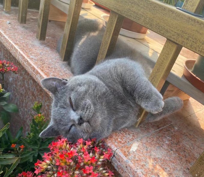 御邦猫咪