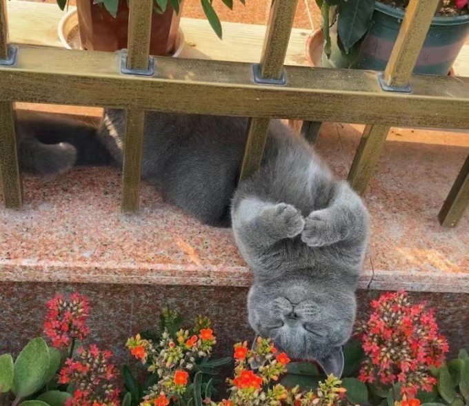 御邦猫咪