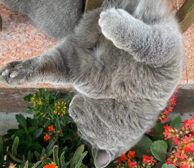 御邦猫咪