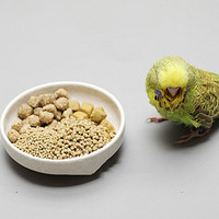 小宠多多 篇二：什么牌子的鹦鹉粮比较好？滋养丸和种子粮怎么选？