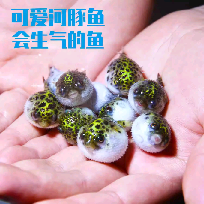淘歌水族