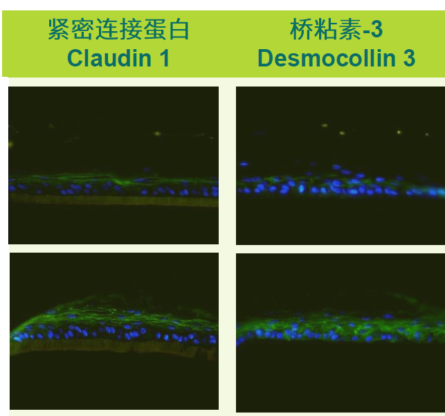 未来的修护黑科技，原来长这样！