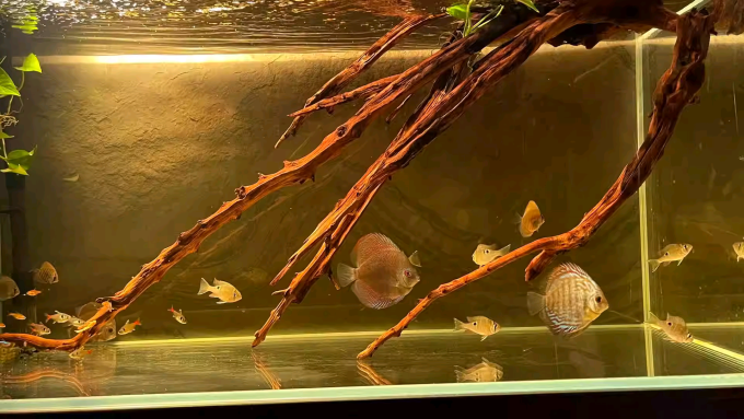 宠趣其他水族配件
