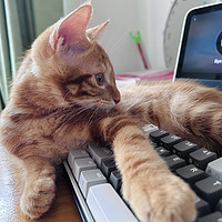 橘猫Tiger成长记-喜欢睡键盘的猫