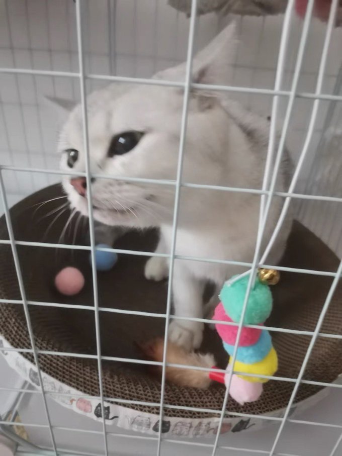 华元宠具逗猫棒