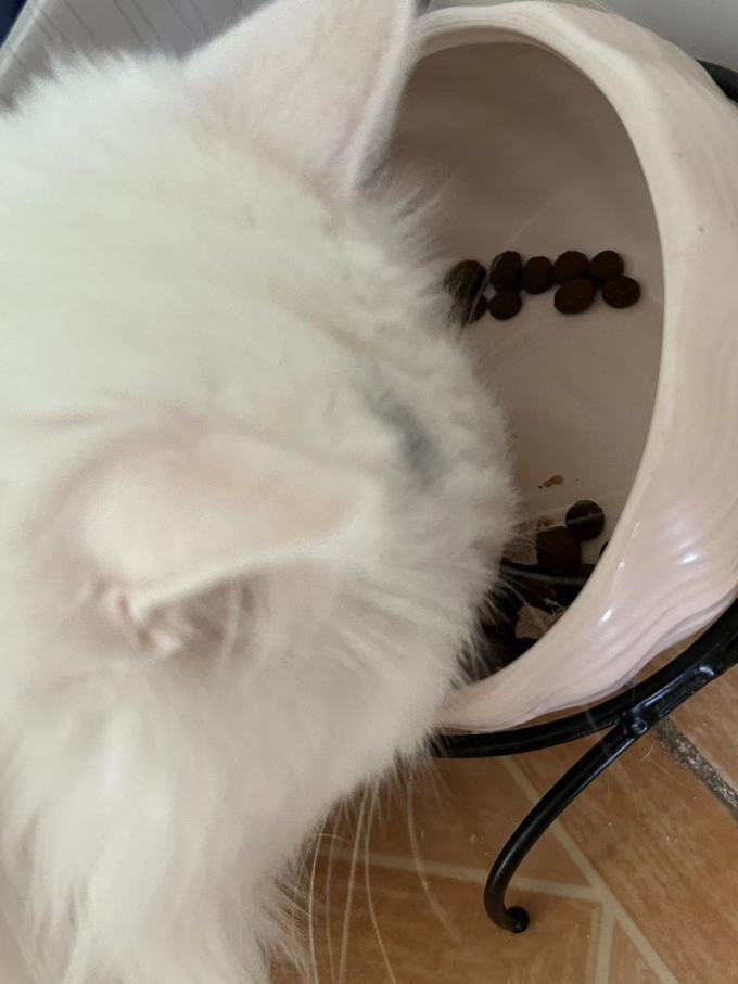 法米娜猫咪干粮