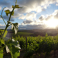 南非葡萄酒：原产地法规